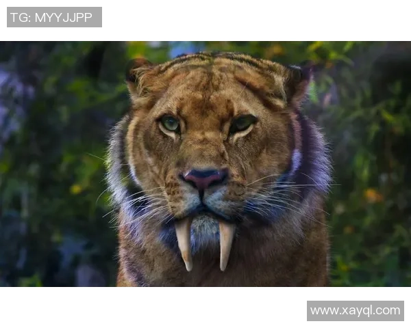 老虎与美洲狮的王者之争谁才是真正的森林霸主